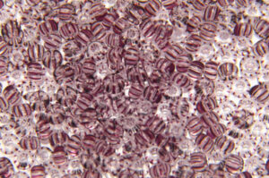 Black Amethyst Striped Crystal Preciosa 8/0 Seed Beads