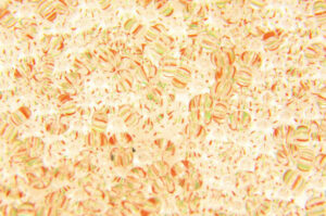 Orange and Green Stripes on Crystal Preciosa 8/0 Seed Beads